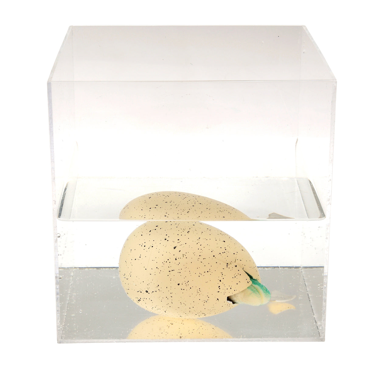 Giant Hatching egg - Prehistoric Land