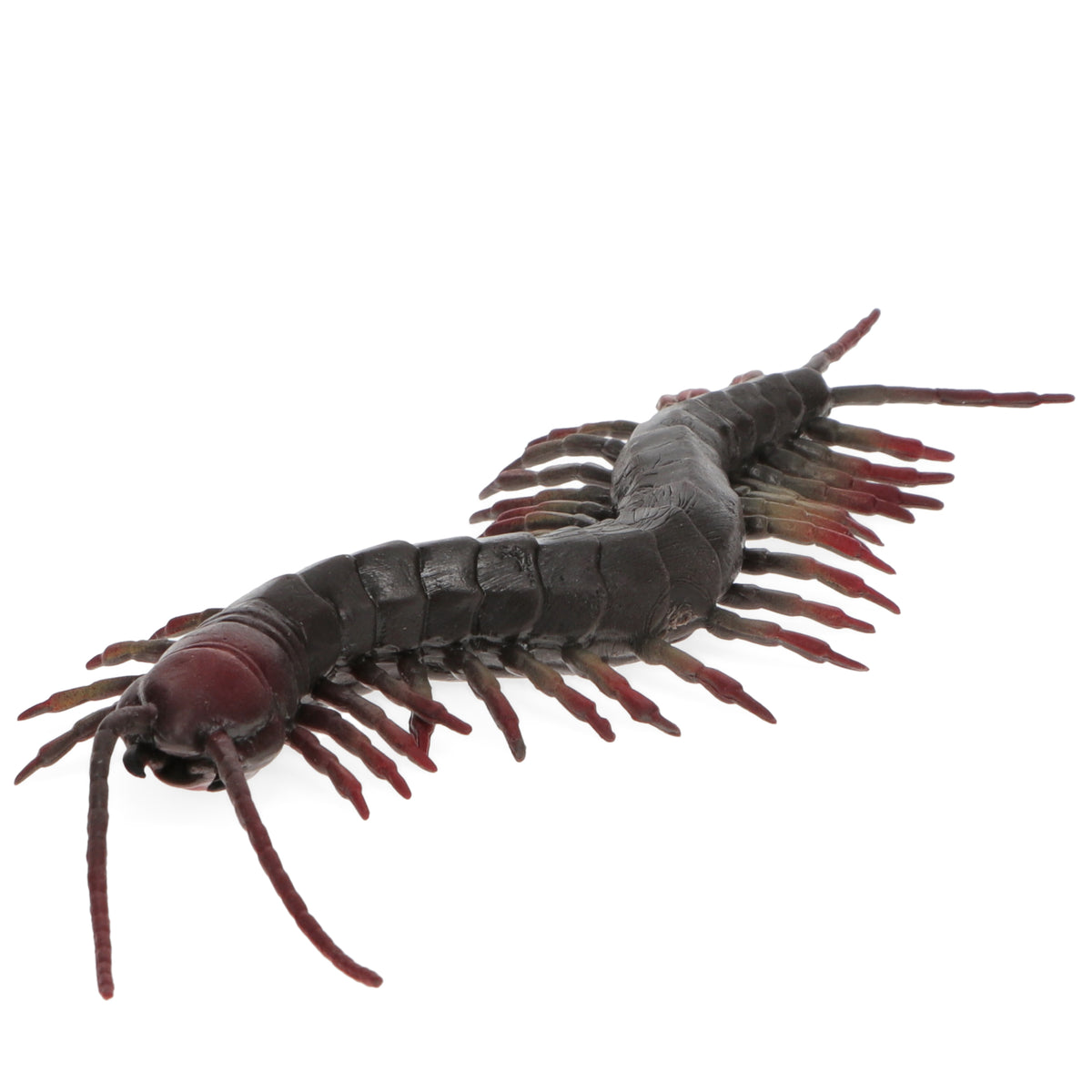 Realistic Centipede Toy