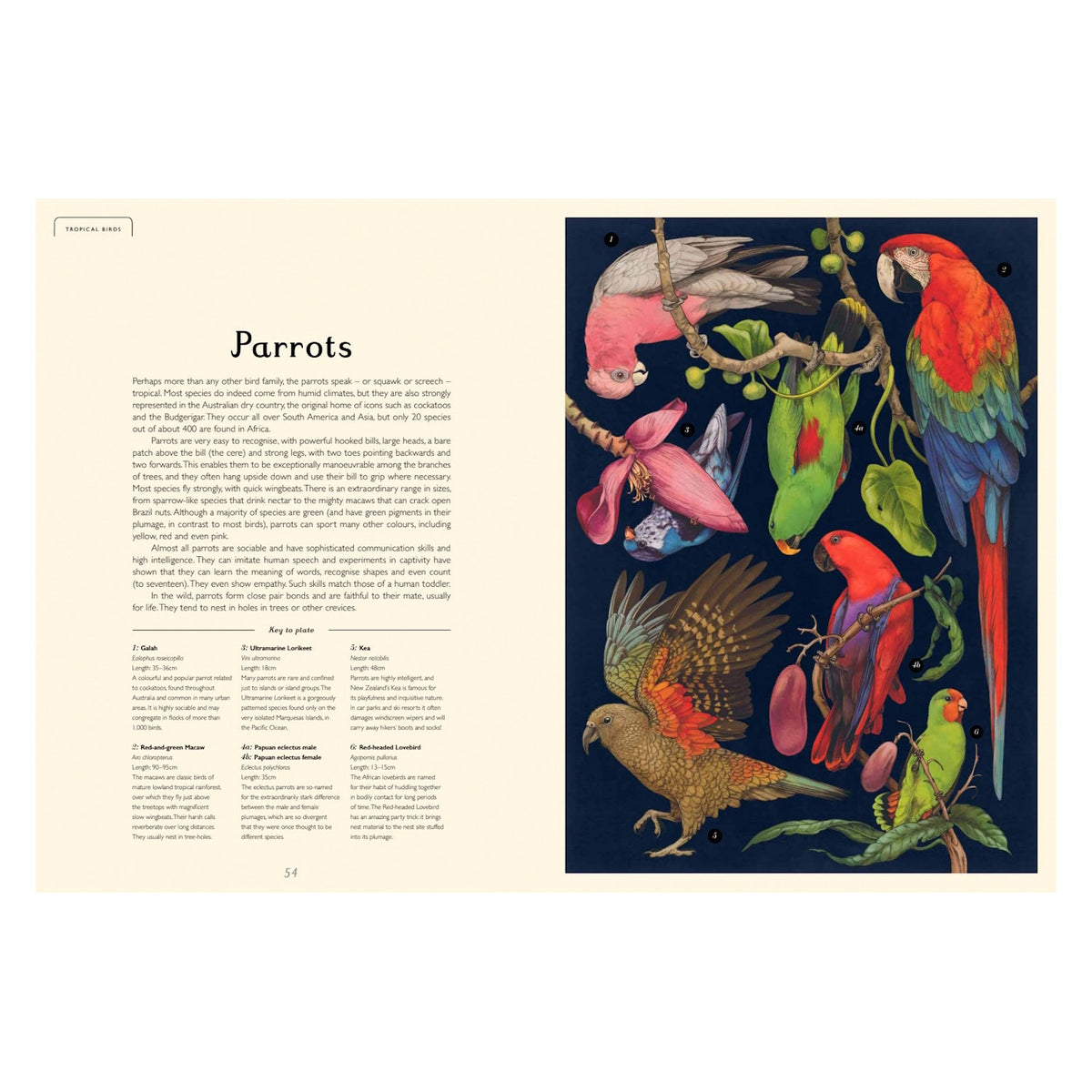 Book page about parrots, featuring descriptive text and a key to plate alongside an illustration of various parrot species.
