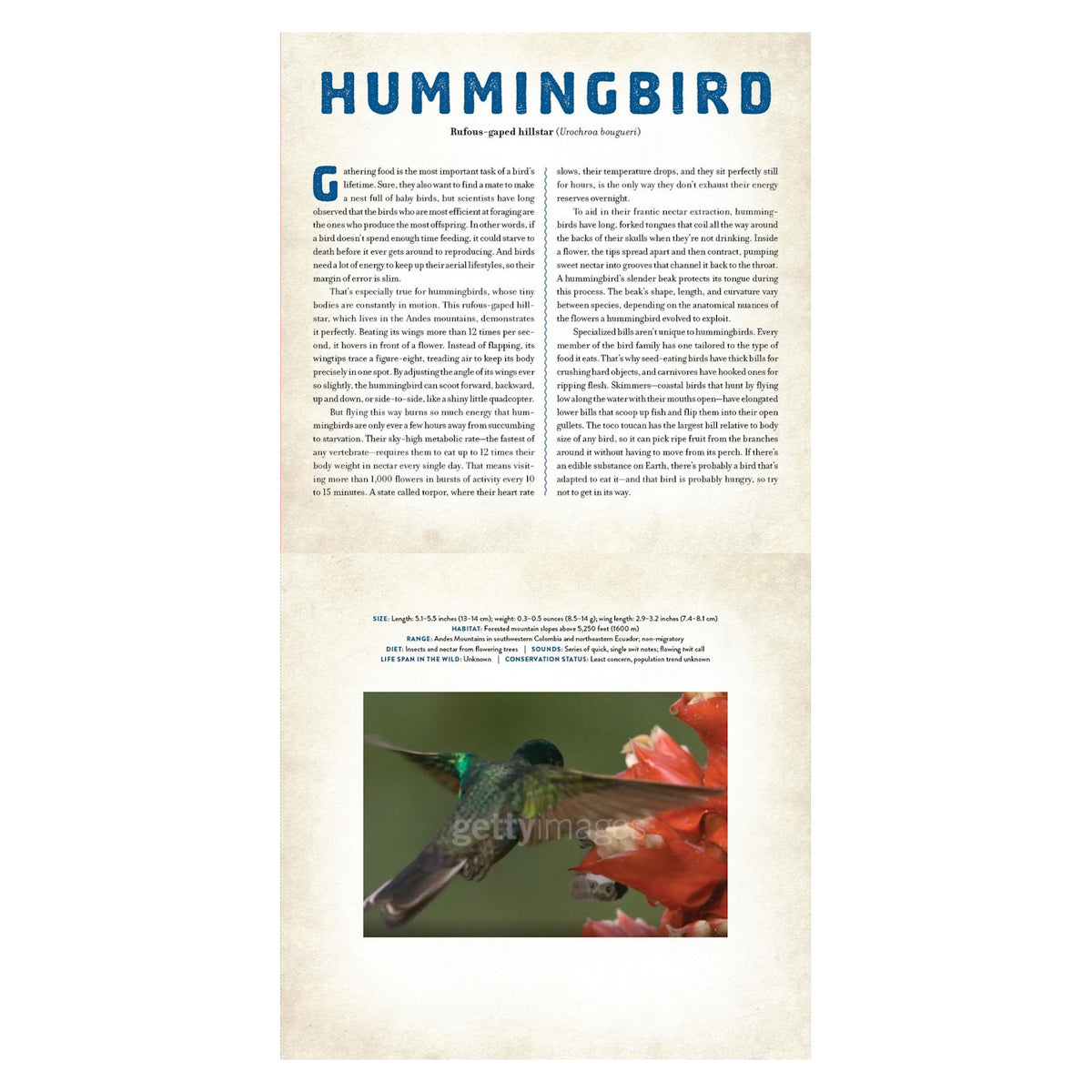 Close-up of a Rufous-gaped Hillstar hummingbird with iridescent green feathers feeding from a vibrant orange flower.