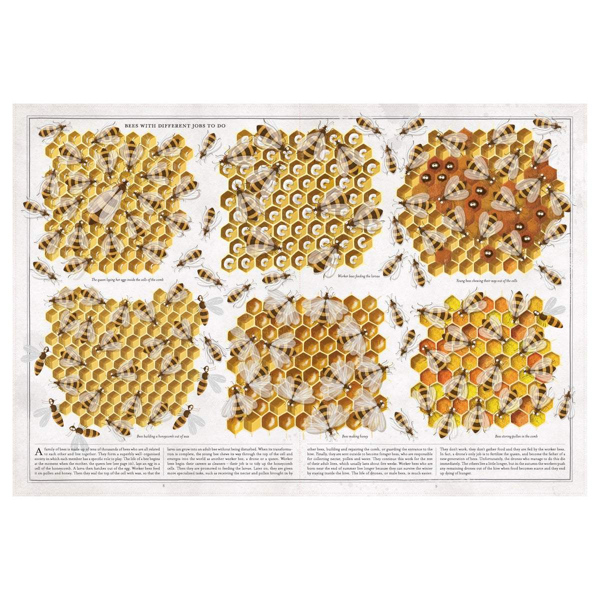Diagram depicting six honeycomb sections with bees performing tasks: egg laying, cell building, wax forming, food storage. Text provides job descriptions.