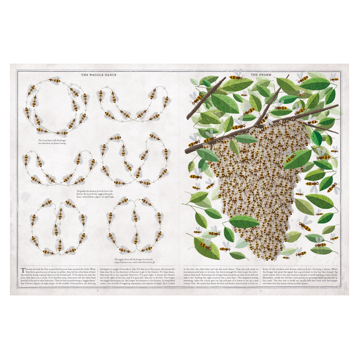 Illustration depicting the waggle dance and swarm behavior of bees. Left: bees forming circular paths. Right: a dense bee swarm hangs from branches with green leaves.