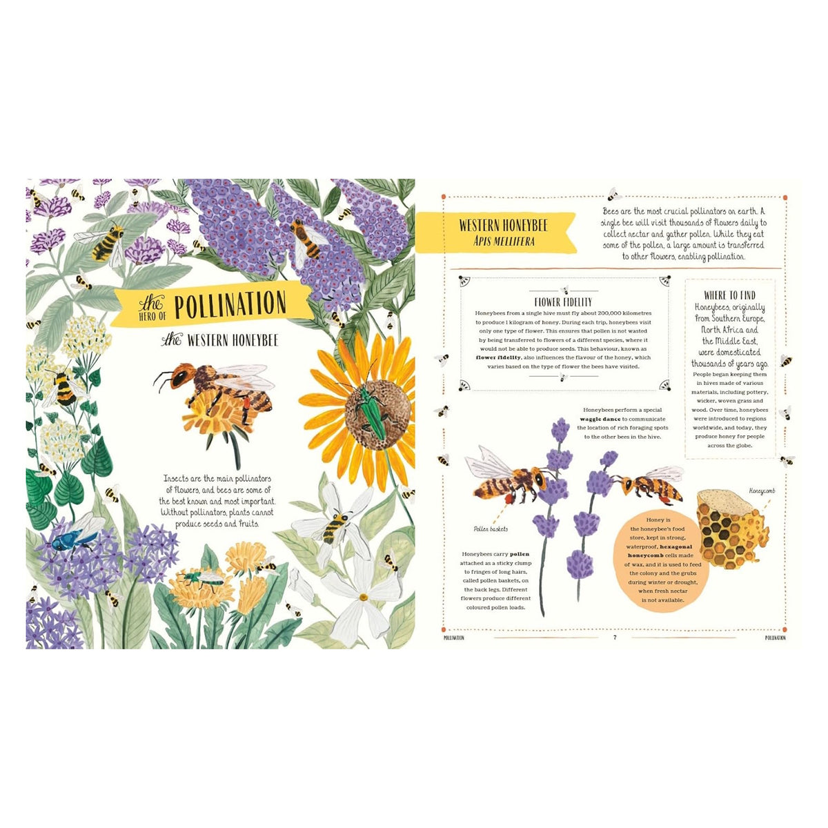 Book spread about the Western Honeybee featuring illustrated bees on flowers and facts about pollination and honeycomb.