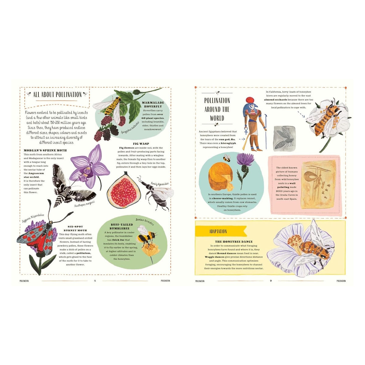 Book spread covering pollination facts, illustrated insects including moths and bumblebees, and honeybee history around the world.