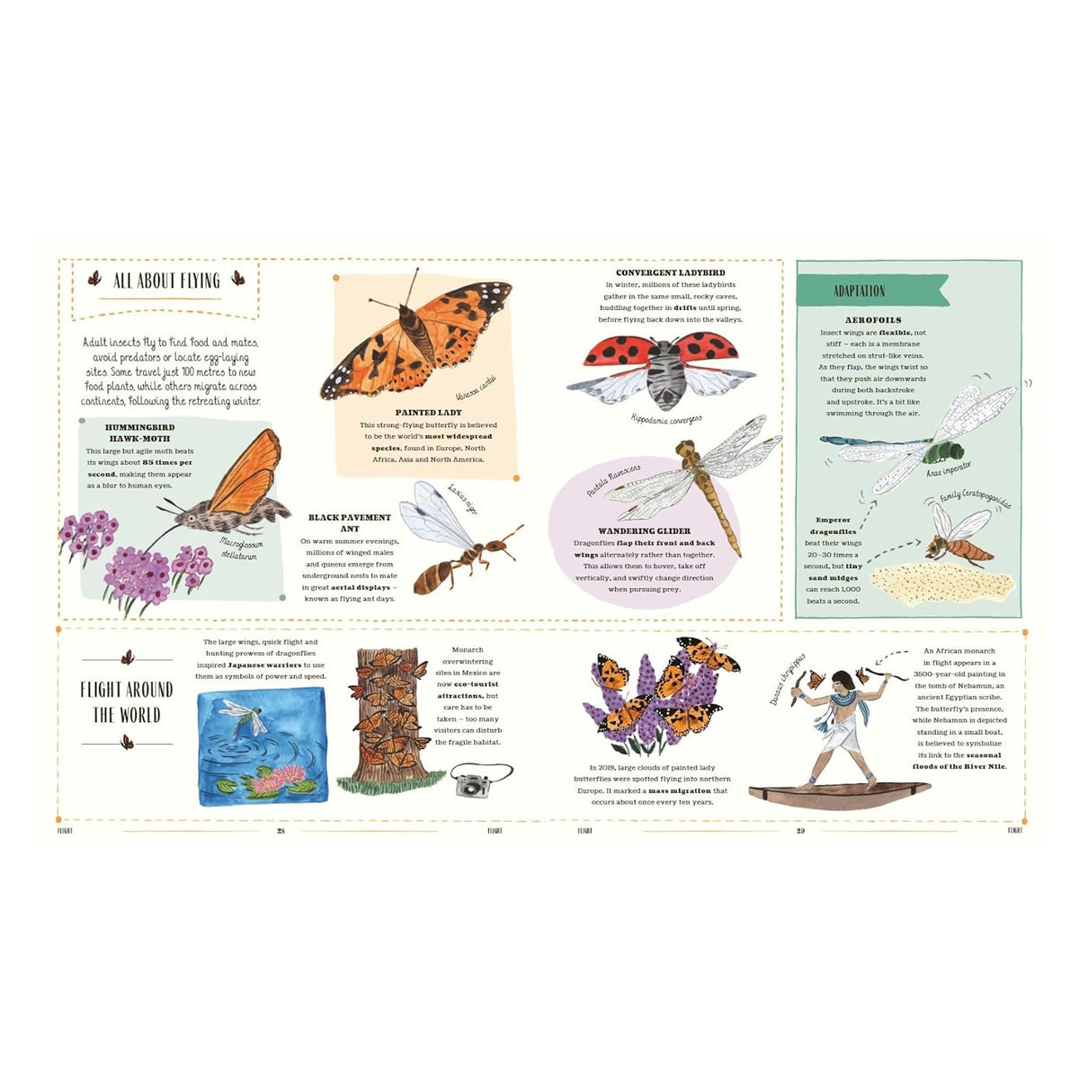 Book spread about insect flight featuring illustrated moths, butterflies, ants, dragonflies, and ladybirds with facts on flying.