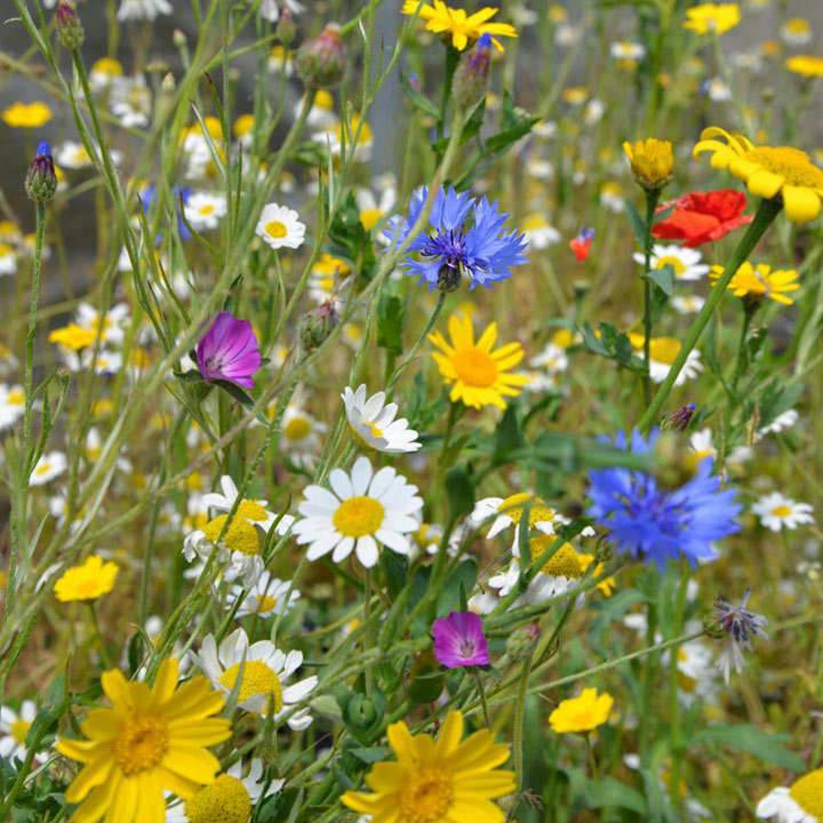 A vibrant patch of colorful wildflowers featuring blue cornflowers, white daisies, and bright yellow blooms.