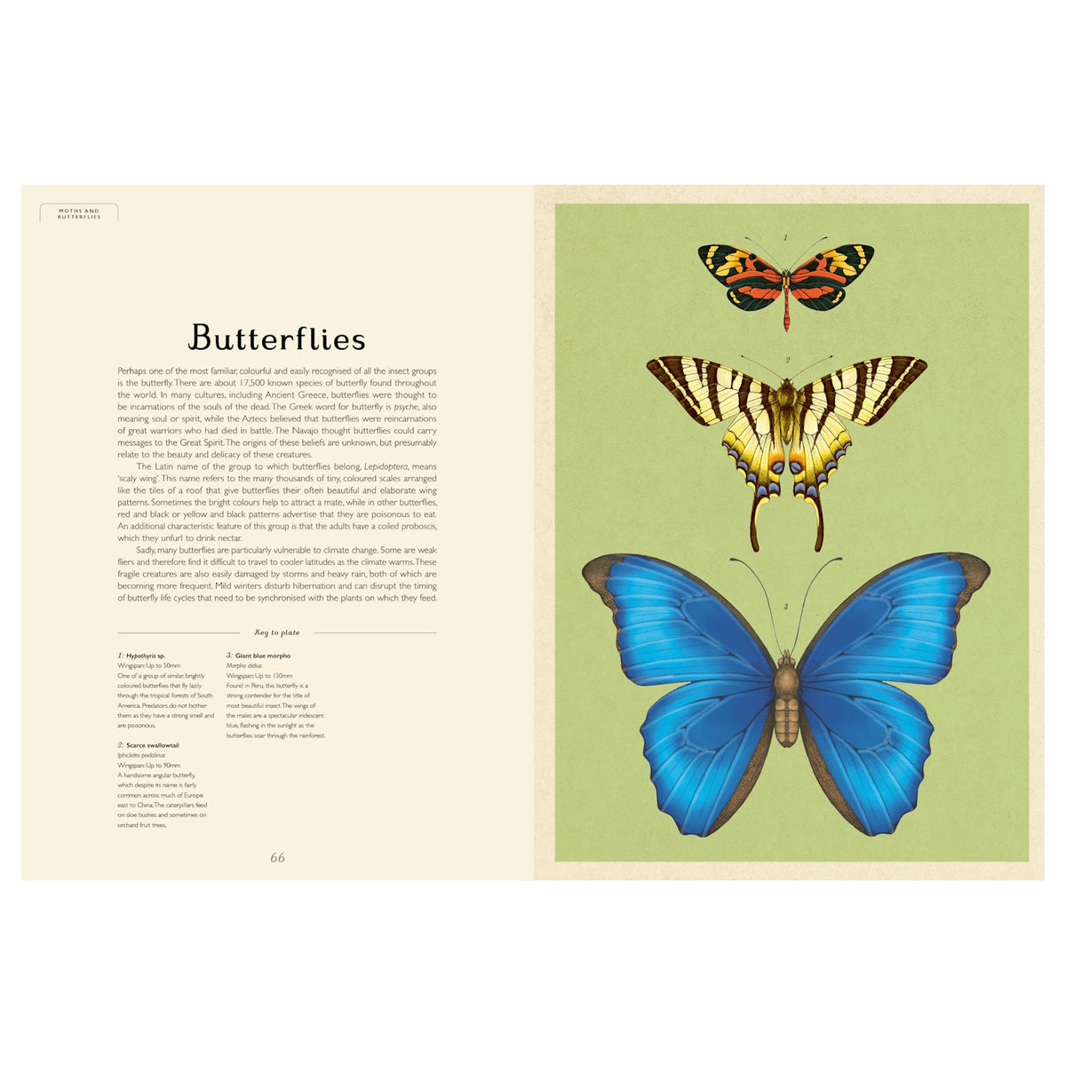 Two-page book spread titled "Butterflies" featuring vintage illustrations of a blue morpho and two other butterfly species.