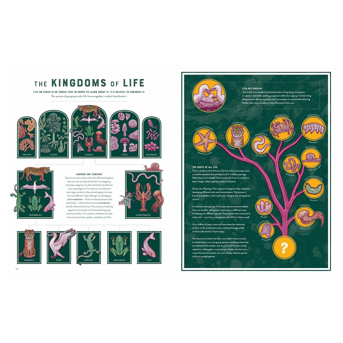 Infographic showing the five kingdoms of life, vertebrate and invertebrate categories, and a phylogenetic evolutionary tree.
