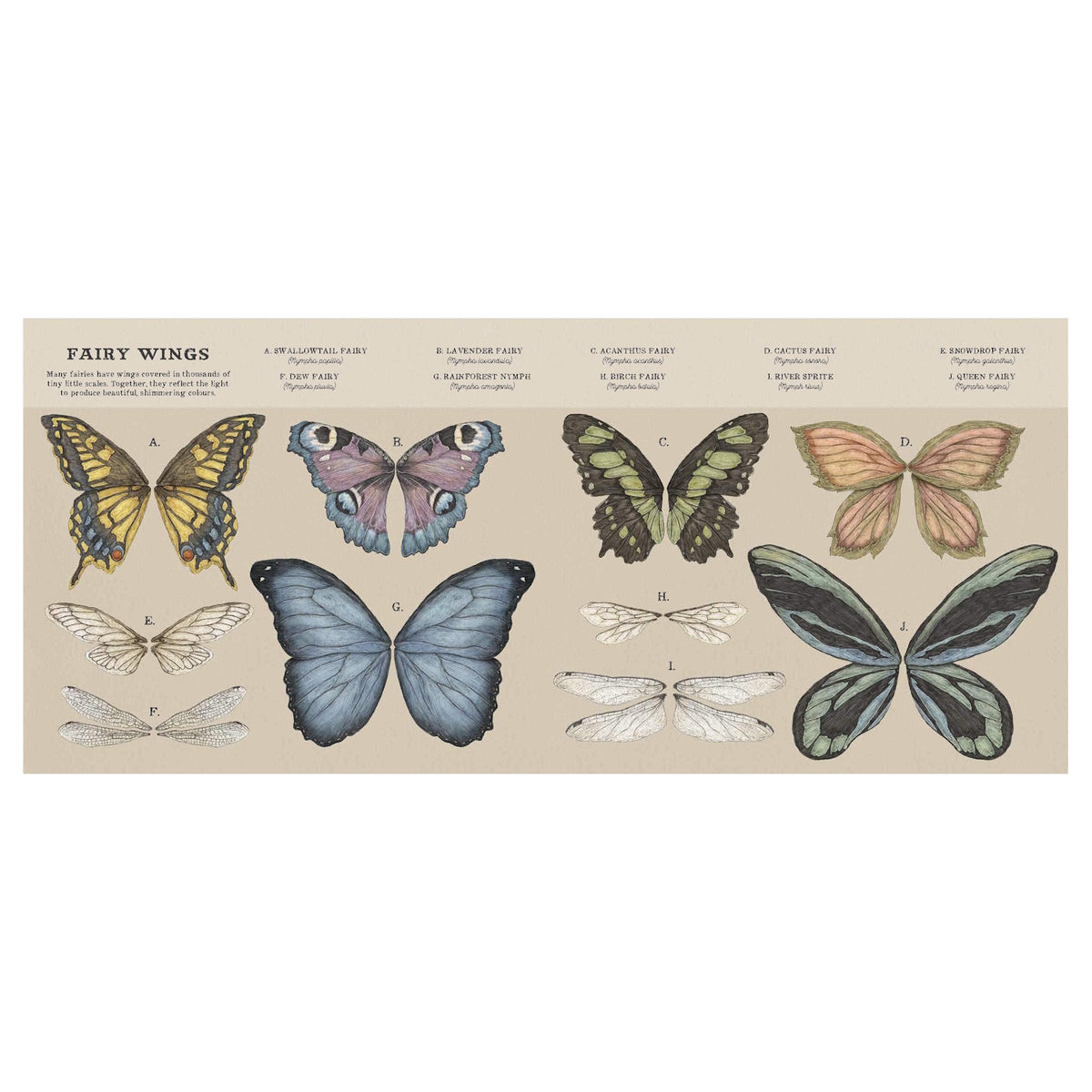 Illustrated chart titled "Fairy Wings" features ten artistic butterfly wings labeled A to L. Wings vary in color and design, evoking a whimsical, magical theme.