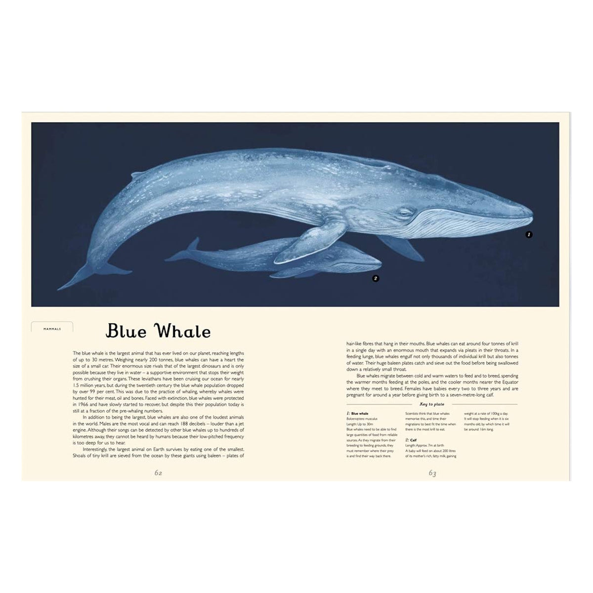 Illustration of a blue whale and calf from "Oceanarium: Welcome to the Museum" with educational text and diagrams.