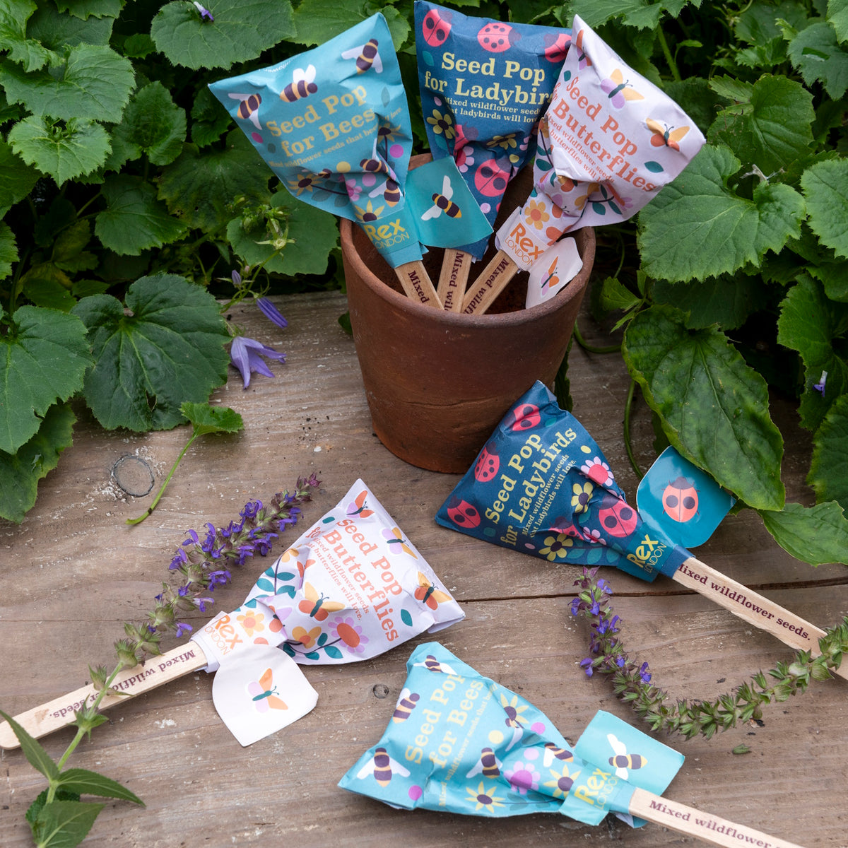 Wildflower seed pops for bees, ladybirds, and butterflies in a terracotta pot outdoors on a wooden surface.