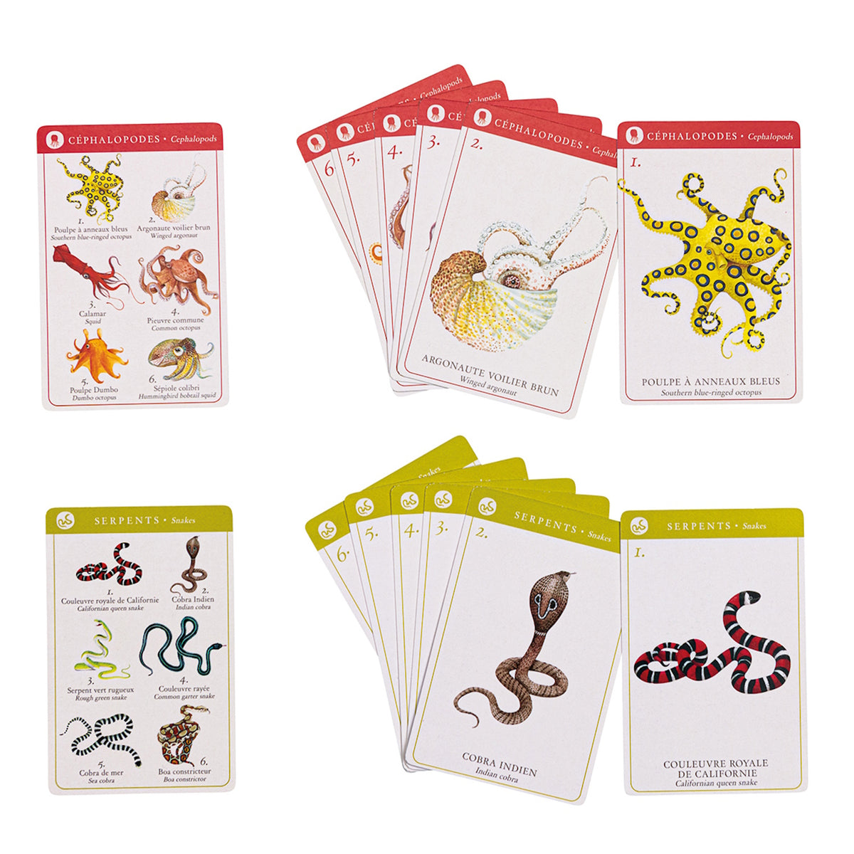 Moulin Roty animal card game featuring illustrated Cephalopod and Snake cards with species names in French and English.