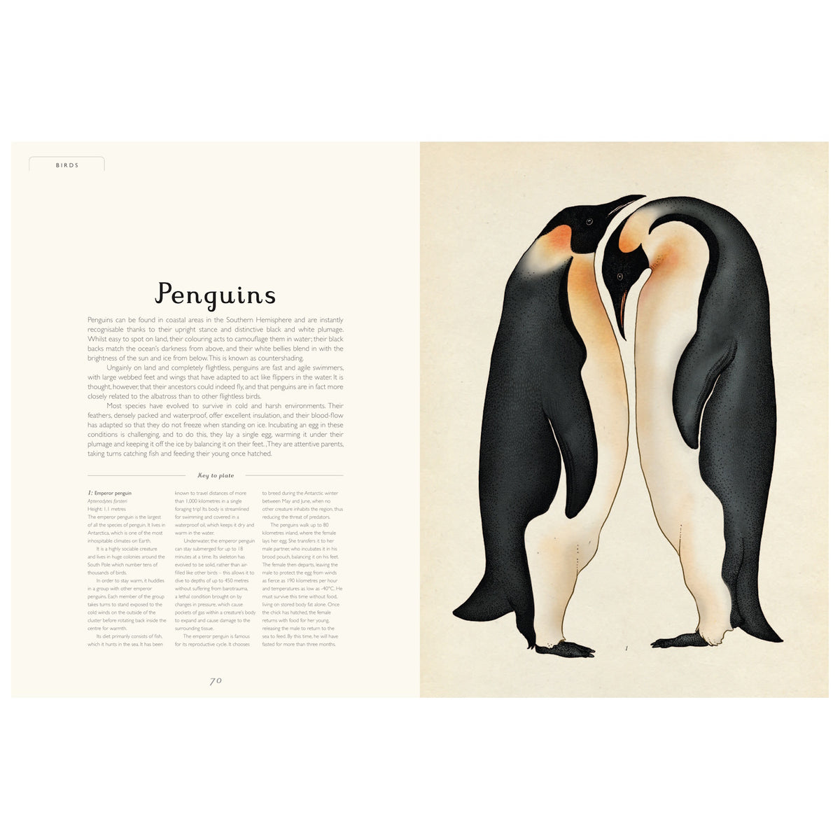 Illustration of two penguins touching heads on the right, with an article about penguins on the left. The layout is calm and informative.