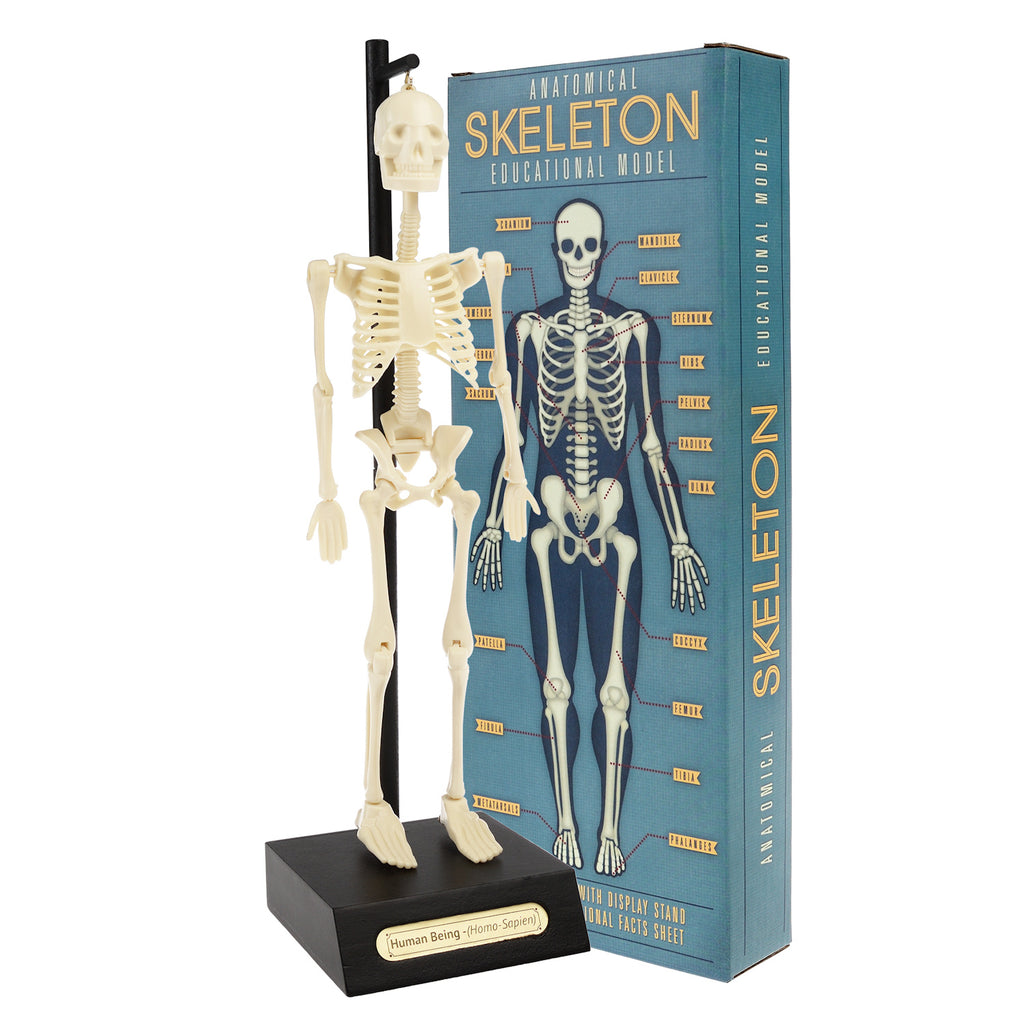 A miniature anatomical skeleton model on a black stand is displayed next to a blue box labeled "Anatomical Skeleton Educational Model."