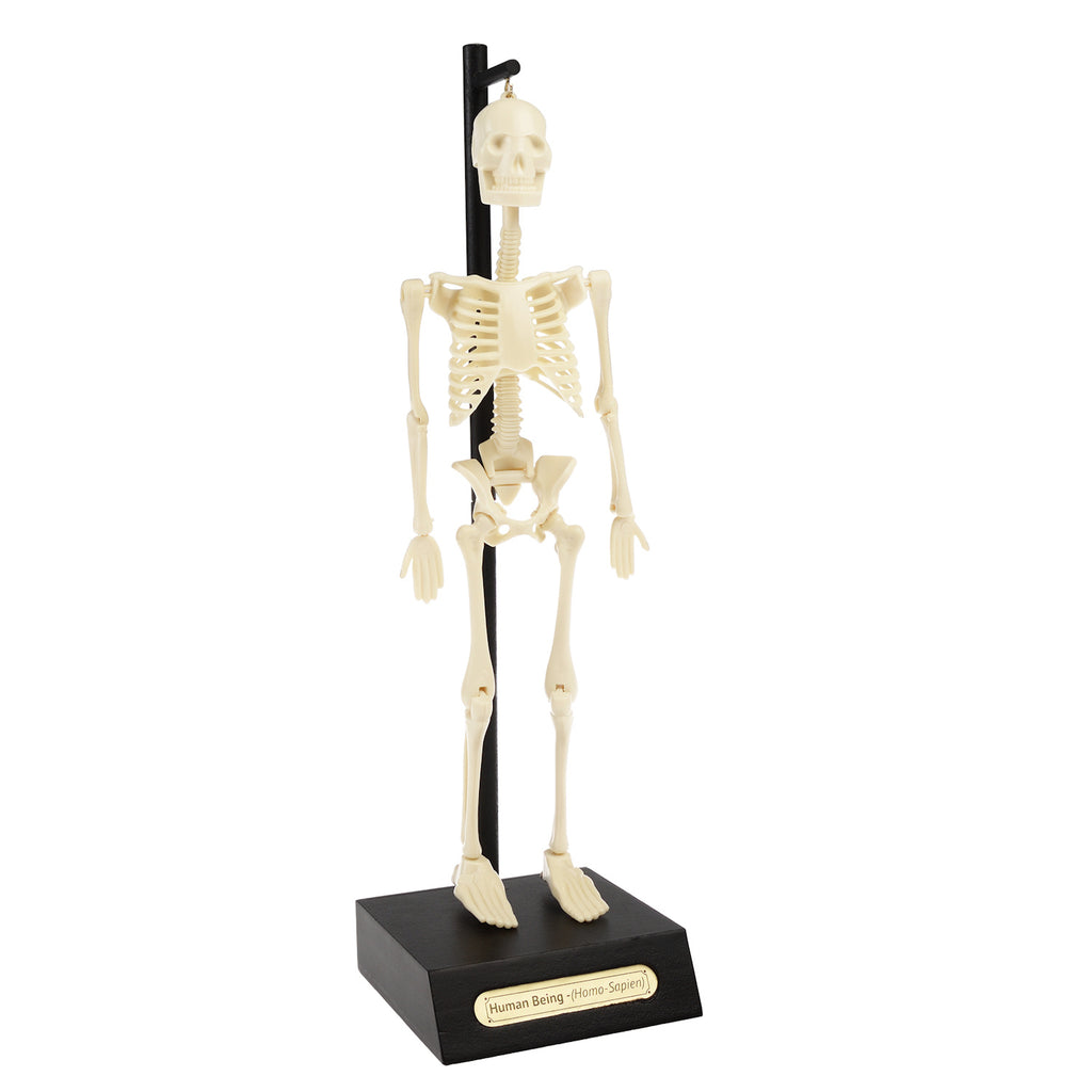 Miniature human skeleton model on a black base with a support stand, labeled "Human Being - (Homo Sapien)." The model is neutral in tone.