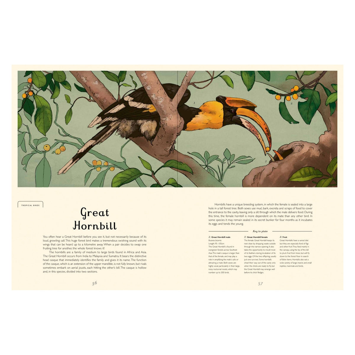 Open book pages featuring an illustration and descriptive text about the Great Hornbill.