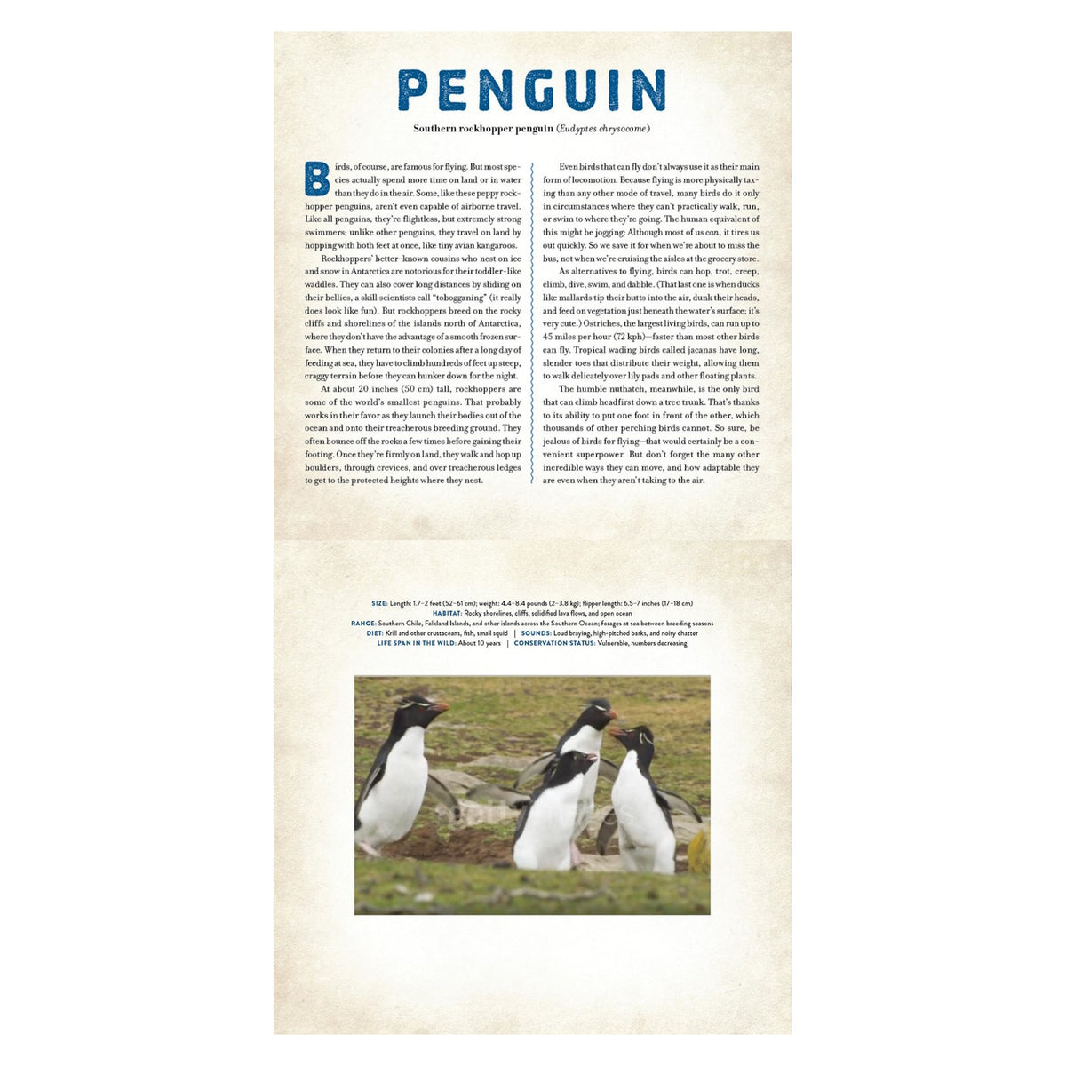 An open book page featuring Southern rockhopper penguins with educational text and a photo of four penguins on rocks.
