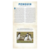 An open book page featuring Southern rockhopper penguins with educational text and a photo of four penguins on rocks.