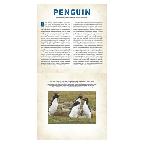An open book page featuring Southern rockhopper penguins with educational text and a photo of four penguins on rocks.