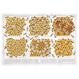 Diagram depicting six honeycomb sections with bees performing tasks: egg laying, cell building, wax forming, food storage. Text provides job descriptions.