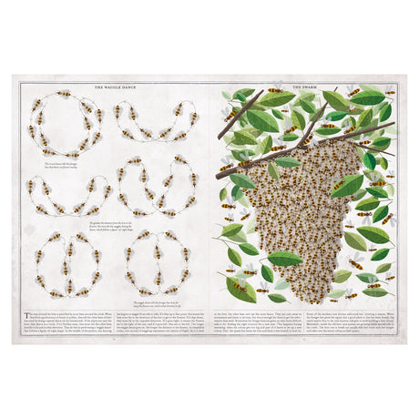 Illustration depicting the waggle dance and swarm behavior of bees. Left: bees forming circular paths. Right: a dense bee swarm hangs from branches with green leaves.