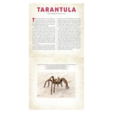 Educational book page about the Desert Tarantula featuring descriptive text, taxonomy facts, and a large spider photo.