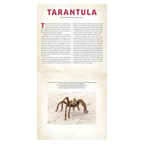 Educational book page about the Desert Tarantula featuring descriptive text, taxonomy facts, and a large spider photo.