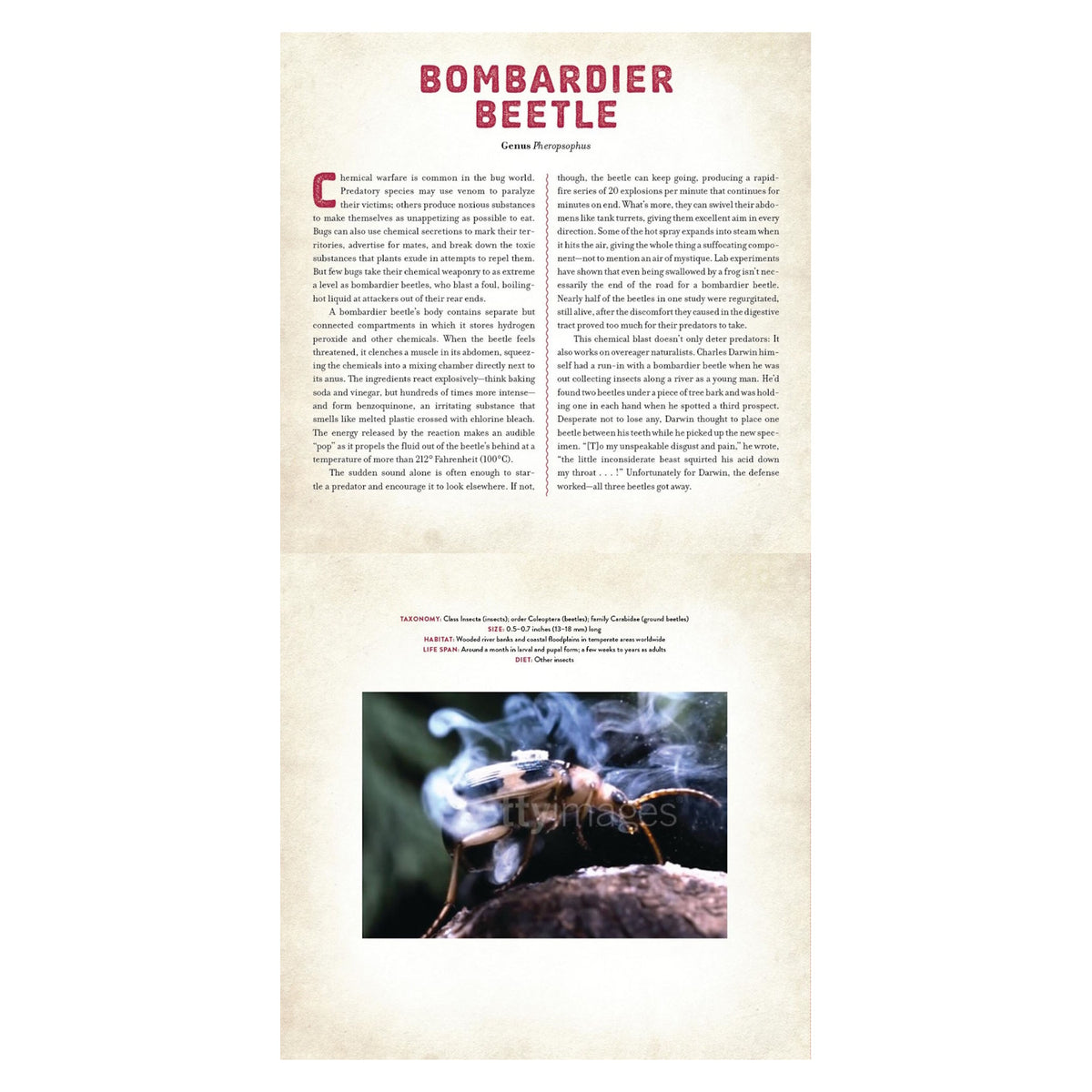 A bombardier beetle on a branch with a defensive chemical spray, accompanied by educational text about the insect.
