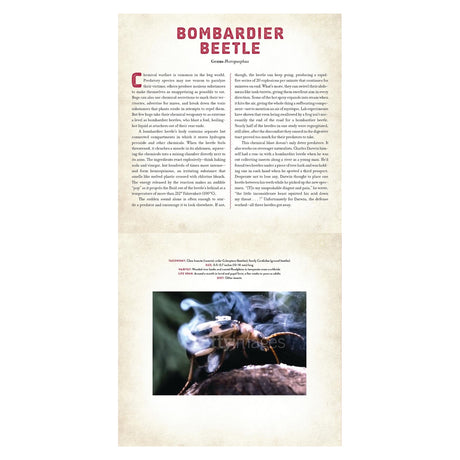 A bombardier beetle on a branch with a defensive chemical spray, accompanied by educational text about the insect.