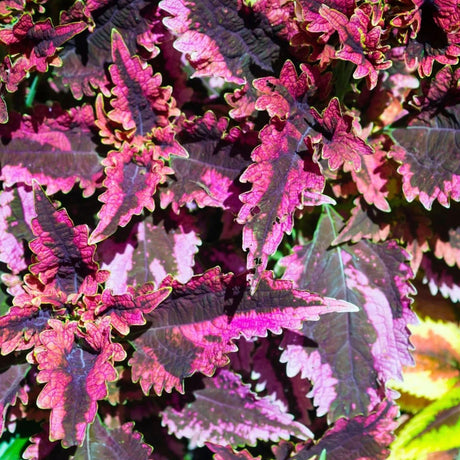 Close-up of vibrant coleus leaves with deep purple centers and bright pink serrated edges.