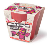 A red bamboo plant pot inside a children's "Grow Your Own Black Dragon Plant" cardboard sleeve.