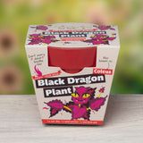 Packaging for a "Grow Your Own Black Dragon Plant" kit, showing a red bamboo pot and cartoon dragon-faced Coleus.