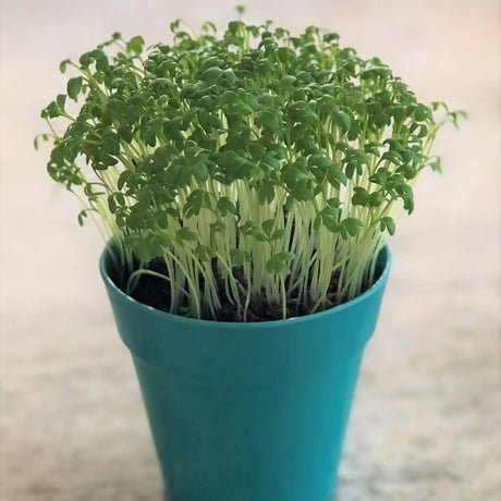 Dense green cress microgreens growing abundantly in a bright teal bamboo plant pot.
