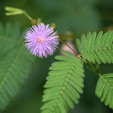 Close-up of a delicate round pink fluffball flower and delicate fern-like leaves of a sensitive plant.