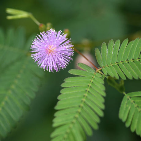 Close-up of a delicate round pink fluffball flower and delicate fern-like leaves of a sensitive plant.
