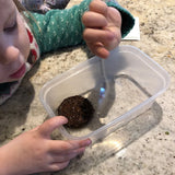 A young child uses a spoon to rehydrate a soil disc in a plastic container.