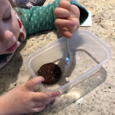 A young child uses a spoon to rehydrate a soil disc in a plastic container.