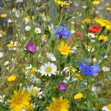 A vibrant patch of colorful wildflowers featuring blue cornflowers, white daisies, and bright yellow blooms.