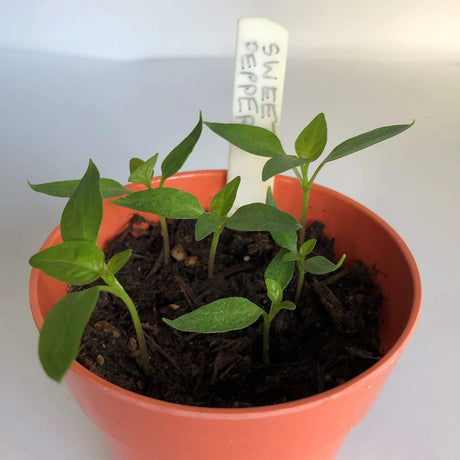 Young sweet pepper seedlings growing in an orange pot with a white plant marker label.