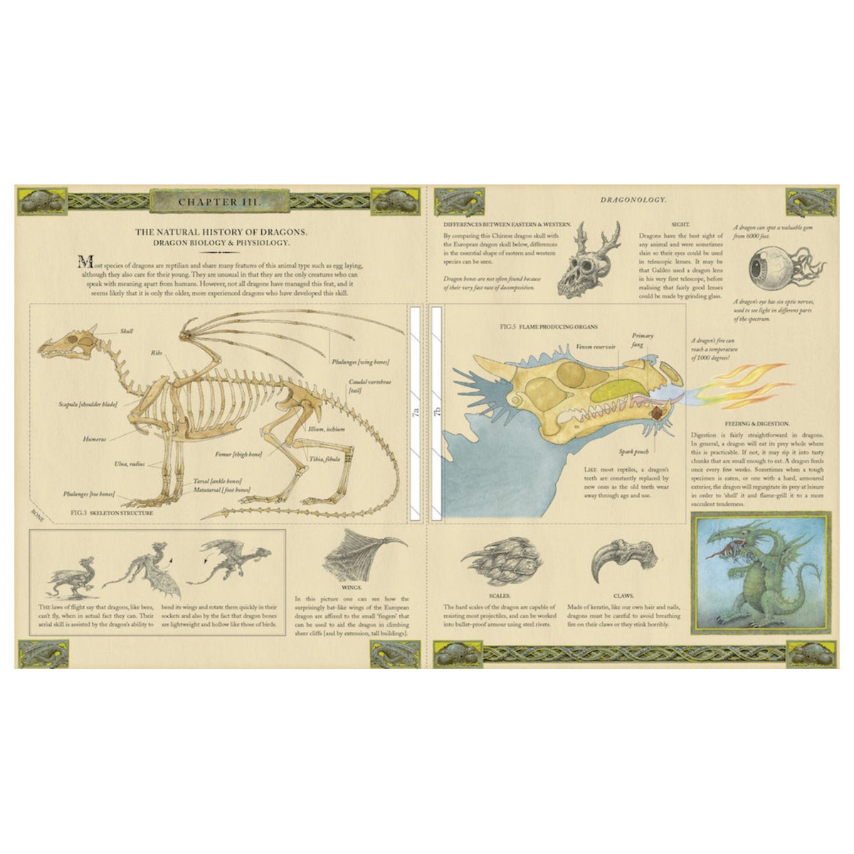 Dragon biology book spread showing a skeleton, flame-producing organs, and illustrations of wings, scales, and claws.