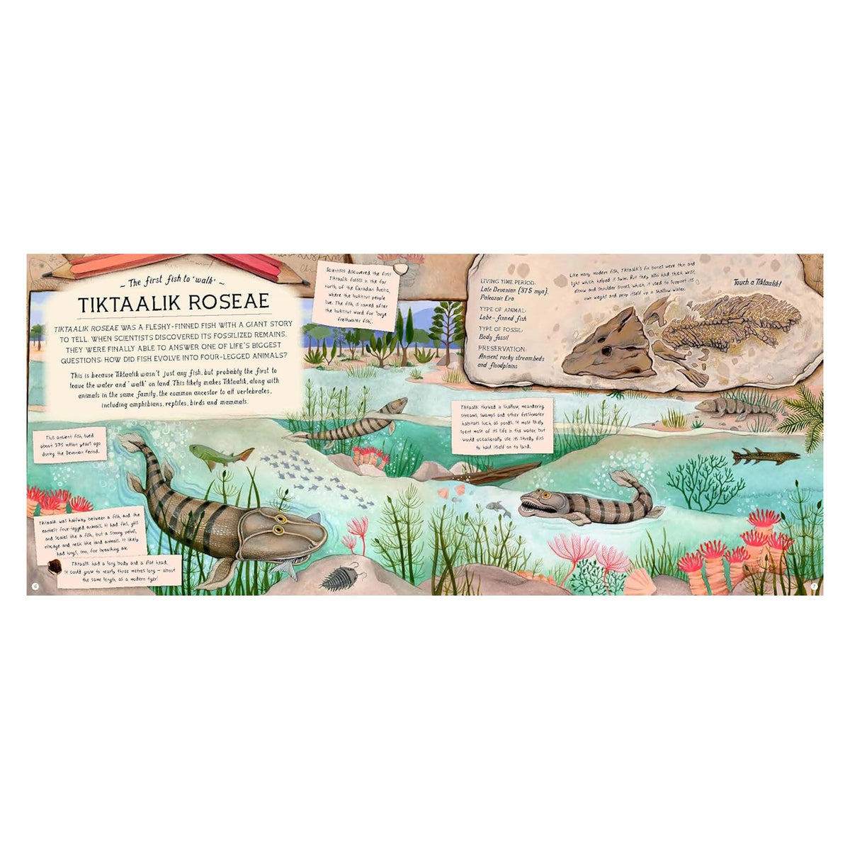 Educational book spread about Tiktaalik roseae fossils with illustrations of prehistoric fish and aquatic environments.