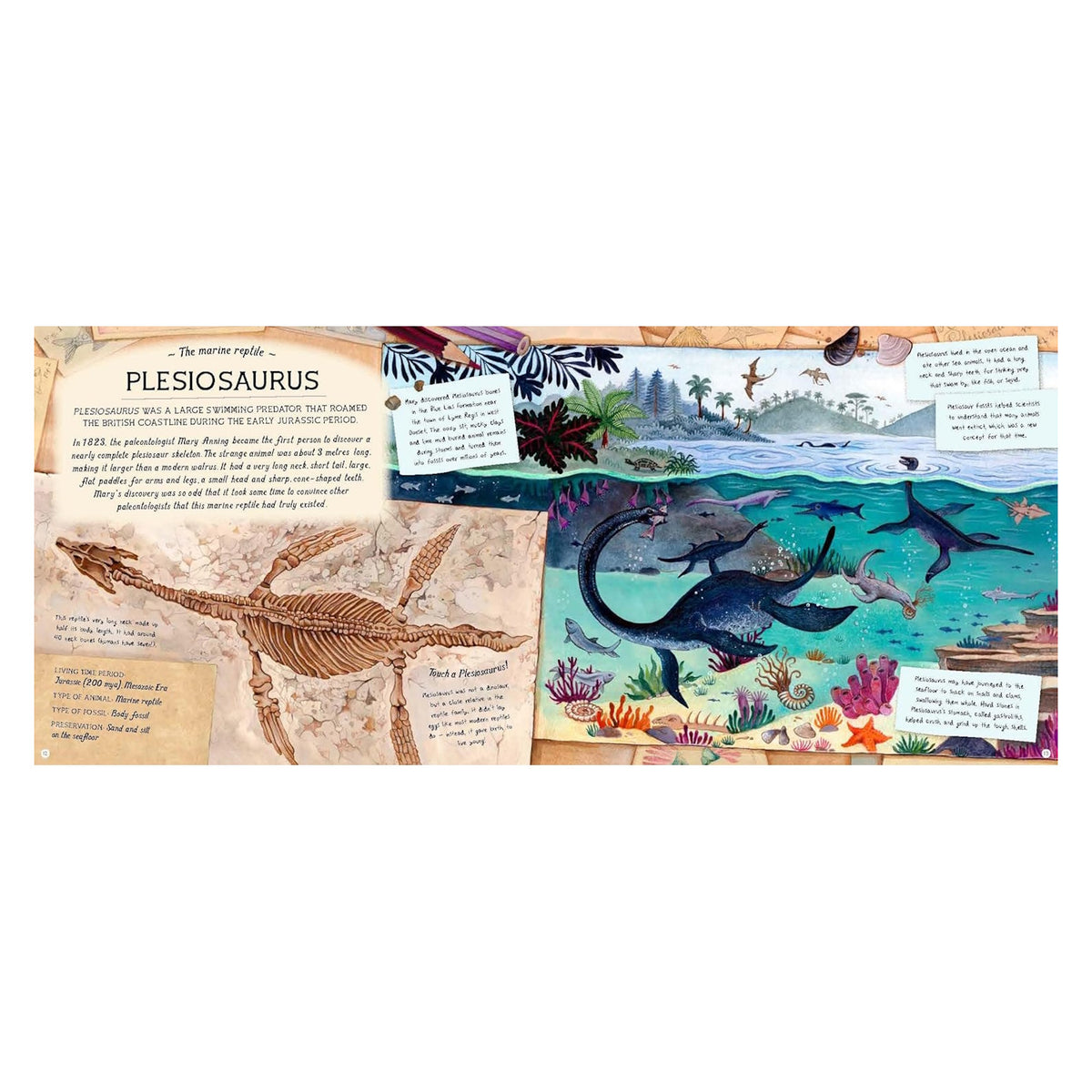 Illustrated children's book spread showing a Plesiosaurus fossil skeleton and an underwater scene with marine reptiles.