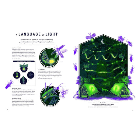 Educational book page about firefly bioluminescence with diagrams of life cycles and night sky flash patterns.