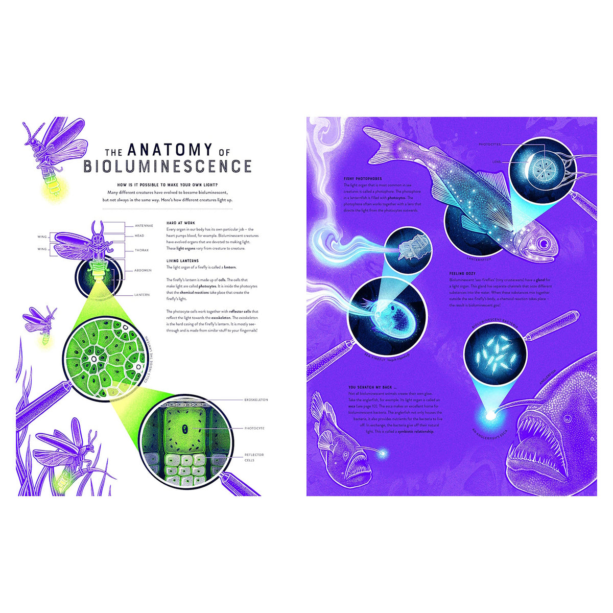 Illustrated book spread titled "The Anatomy of Bioluminescence" showing the light organs of a firefly, fish, and sea-firefly.