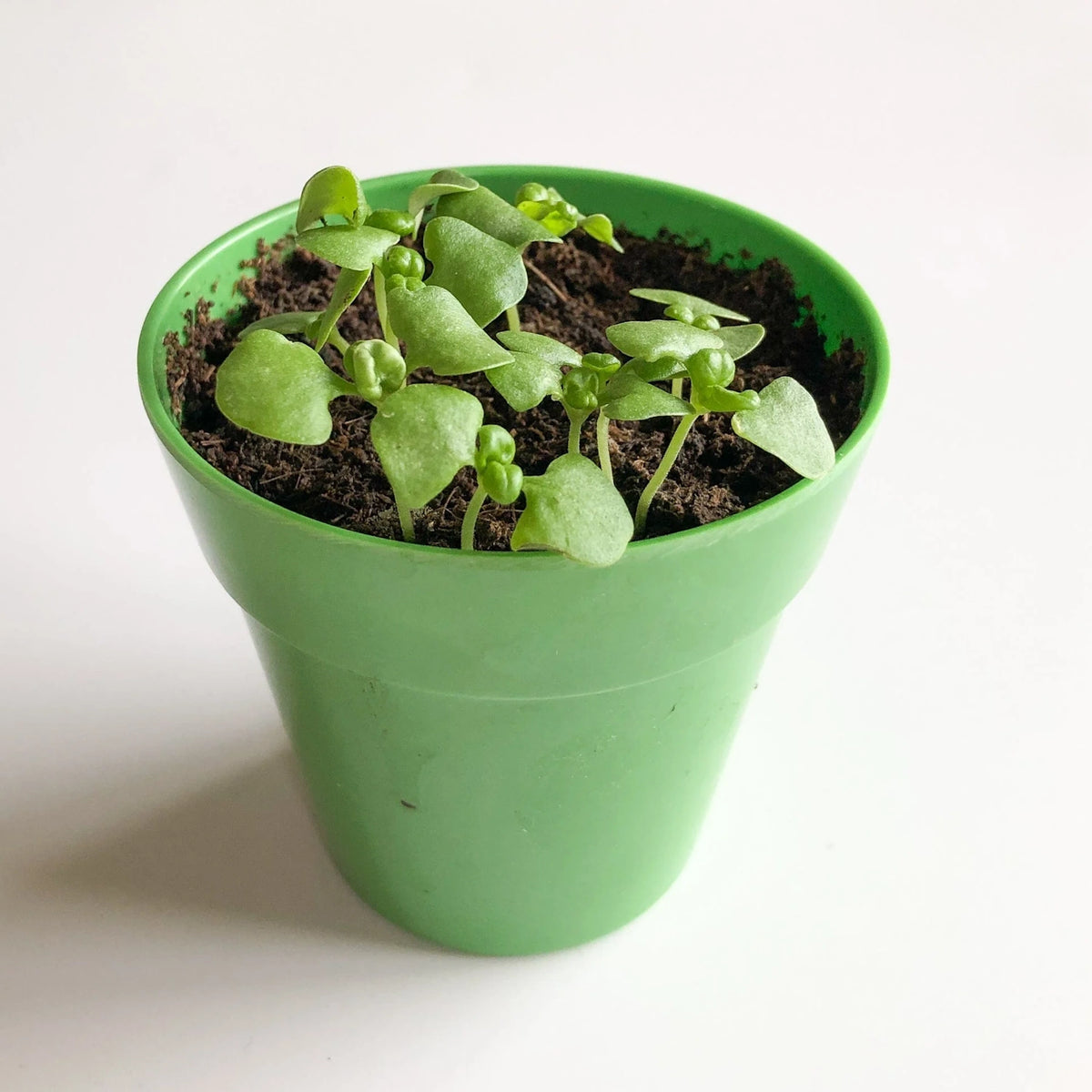 Young green seedlings sprouting from dark soil in a small green pot against a plain white background.
