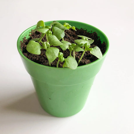 Young green seedlings sprouting from dark soil in a small green pot against a plain white background.