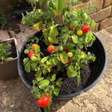 A potted cherry tomato plant growing ripe red, yellow, and green tomatoes outdoors on a stone patio.