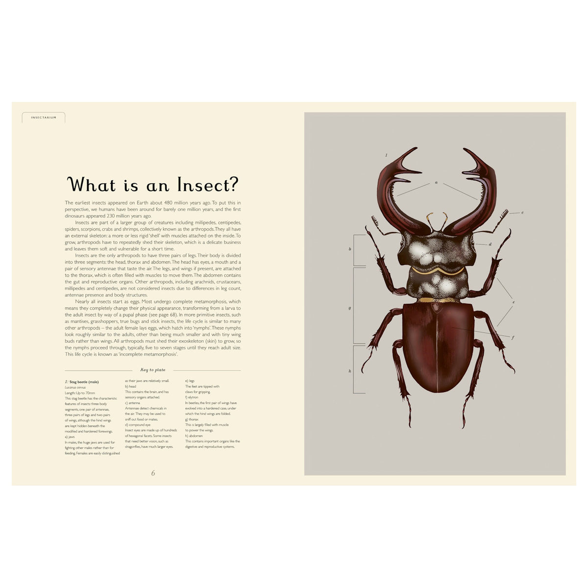 Detailed anatomical illustration of a male stag beetle with labeled body parts from the book Insectarium.
