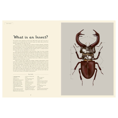 Detailed anatomical illustration of a male stag beetle with labeled body parts from the book Insectarium.