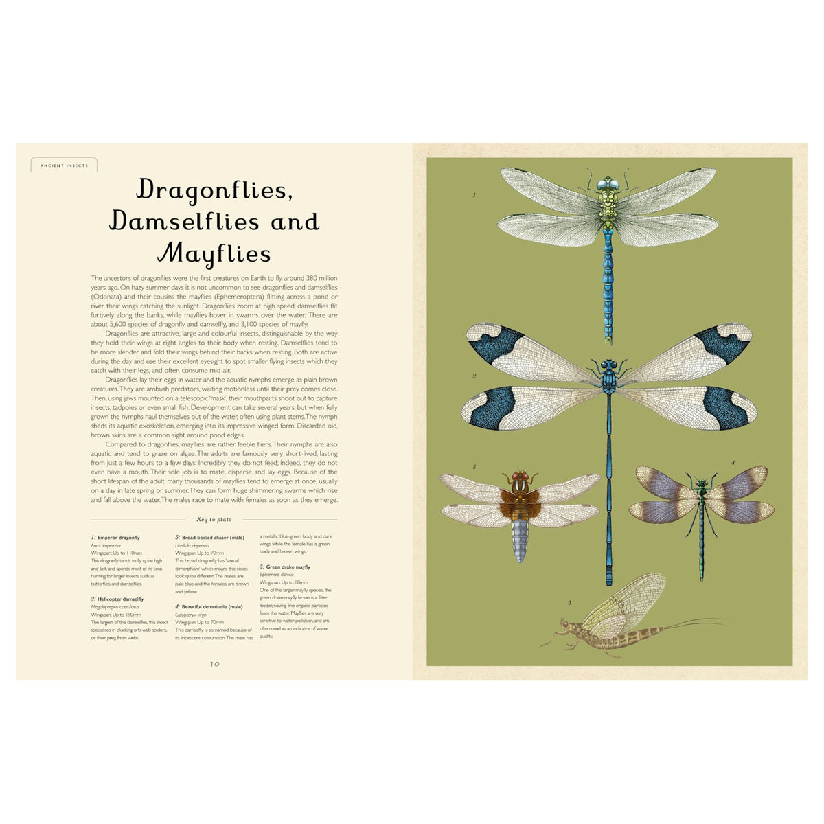 Vintage-style scientific illustration of dragonflies, damselflies, and mayflies on a green and cream book spread.